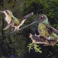 Fotografía de vida silvestre: capturando el mundo natural