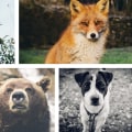 Equipo para fotografía de vida silvestre: lo que necesita saber