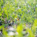 Consejos para tomar fotografías de vida silvestre