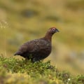 Técnicas de afilado para fotografías de vida silvestre
