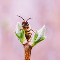 Fotografía macro: consejos y técnicas