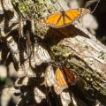 La iluminación de mariposas en la fotografía de estudio: una guía completa