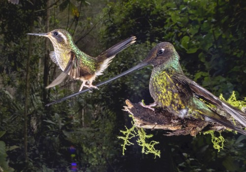 Fotografía de vida silvestre: capturando el mundo natural