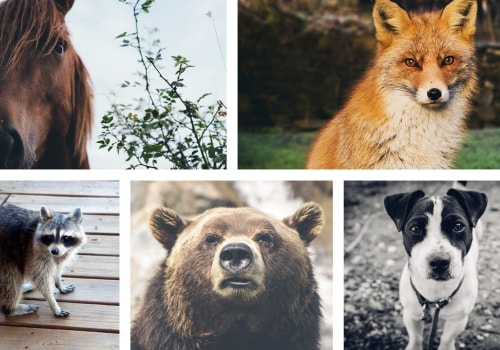 Equipo para fotografía de vida silvestre: lo que necesita saber