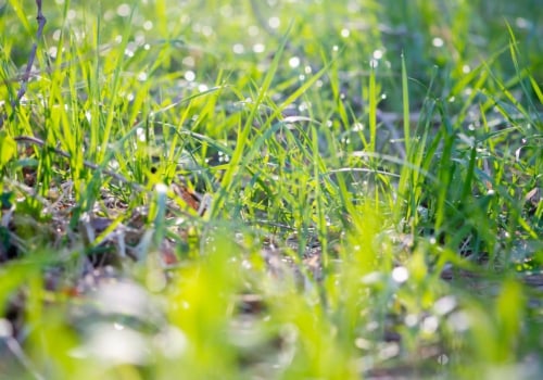 Consejos para tomar fotografías de vida silvestre