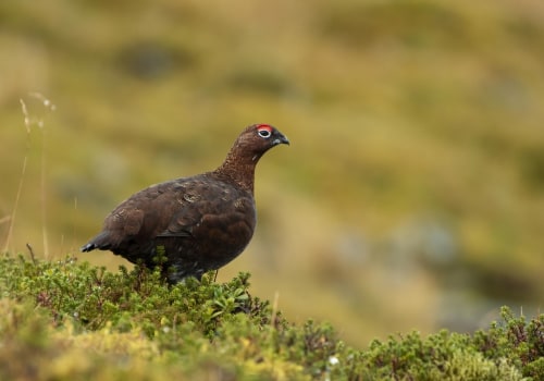 Técnicas de afilado para fotografías de vida silvestre