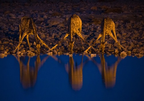 Uso de filtros de luz natural para fotografías de vida silvestre